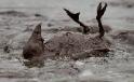 Bird trapped in an oil sludge