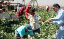 Farm Workers