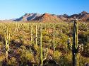 Sonoran Desert - Arizona - USA