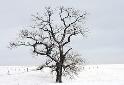 Tree in Winter